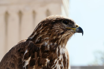 Beautiful eagle bird closeup