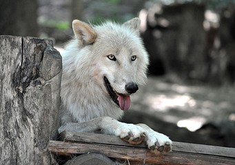 Obraz premium Dangerous animal - wolf