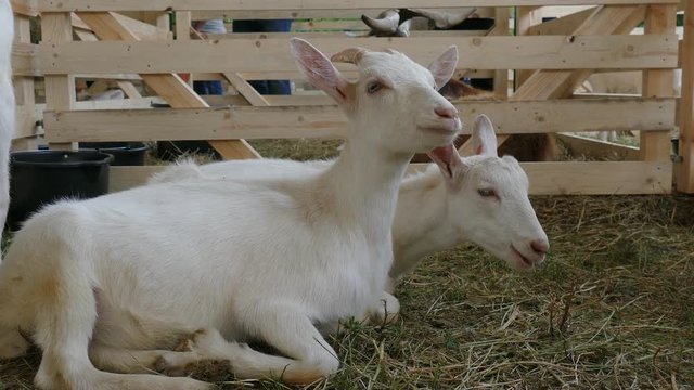 Two young goats on a farm.