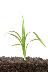 Green baby plant isolated