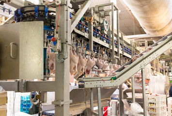 Conveyor Poultry Processing modern Plant. chicken meat