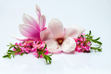 Naklejka premium Beautiful flowering twig and magnolia