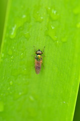 Mouche, syrphe sur une feuille après la pluie