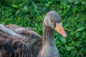 Oie au Parc de la Tête d'Or à Lyon
