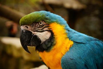 fröhlicher blauer Papagei