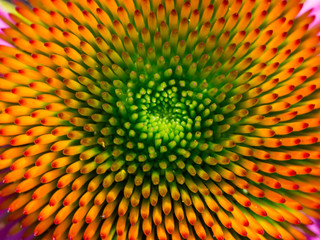 The center of the cone flower.