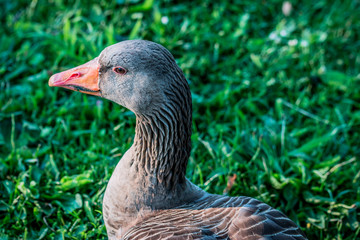 Oie au Parc de la Tête d'Or à Lyon