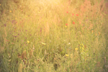 Photo of a beautiful field