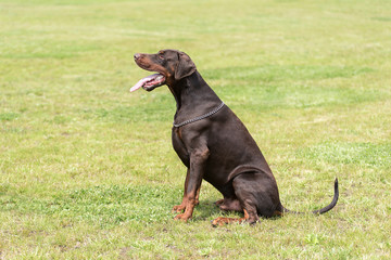 Doberman pinscher sitting in the field