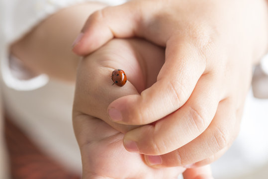 Ladybird on the hand of a child.