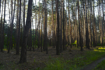рассвет в лесу