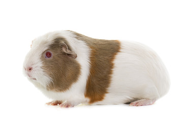 guinea pig in studio