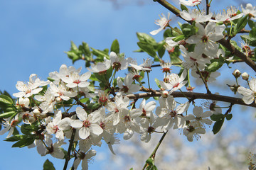 White flowers blossoming on the branch of wild tree