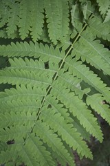 Fern Branch