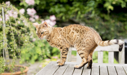 Chat du Bengale