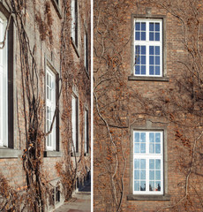 Ornate branching tree and brown stone background 