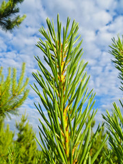 Needles on a branch of the fir tree