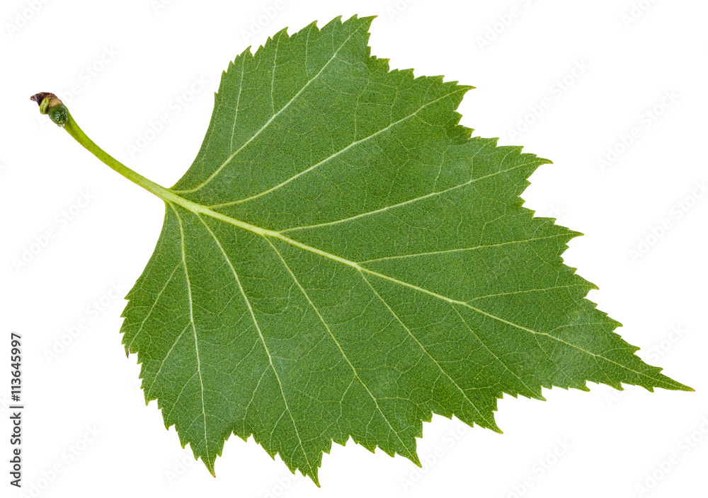 Fototapete back side green leaf of birch tree isolated