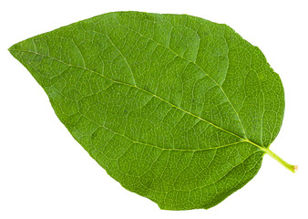 green leaf of Honeysuckle Shrub isolated on white
