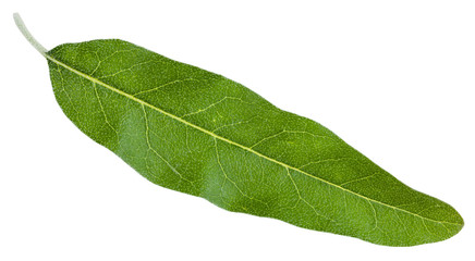 Fototapeta na wymiar green leaf of Elaeagnus angustifolia isolated