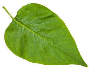 grünes Blatt von Syringa vulgaris (Flieder) isoliert