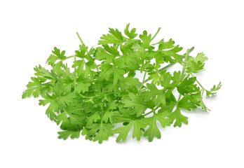Coriander isolated on white