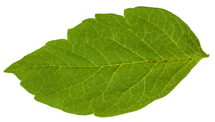 Obraz premium green leaf of Acer negundo (maple ash) tree