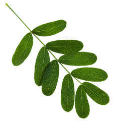 twig with green leaves of Caragana arborescens