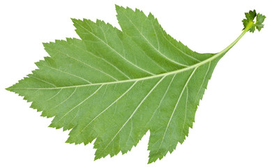 back side of green leaf of redhaw hawthorn shrub