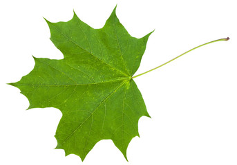 leaf of maple tree (Acer platanoides) isolated