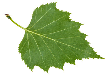 Fototapeta premium odwrocie zielony liść brzozy na białym tle