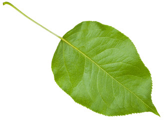 back side of green leaf cherry tree isolated