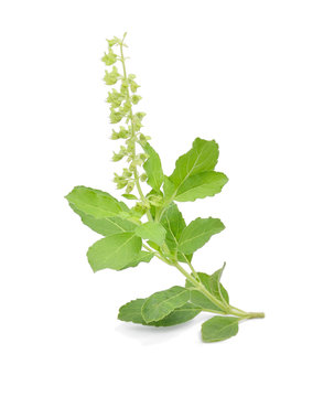 Blossoming basil on a white background