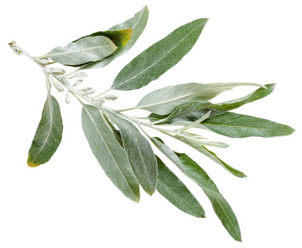 twig with silver leaves of Elaeagnus angustifolia