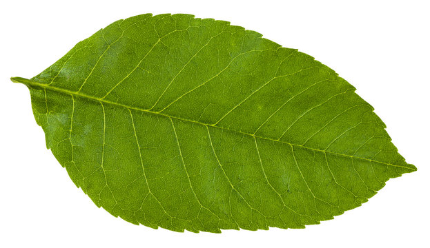 green leaf of Fraxinus ornus tree isolated