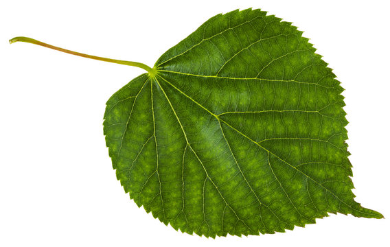 green leaf of Tilia cordata tree isolated