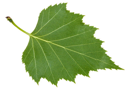 back side green leaf of birch tree isolated