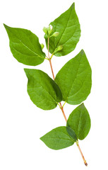 twig of Honeysuckle Shrub with green leaves