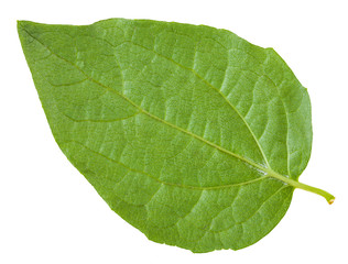 Obraz premium back side of green leaf of Honeysuckle Shrub