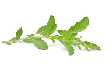 Blossoming basil on a white background