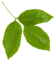 Fototapeta premium gałązka z zielonymi liśćmi Fraxinus ornus