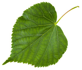 Obraz premium fresh leaf of Tilia cordata tree isolated