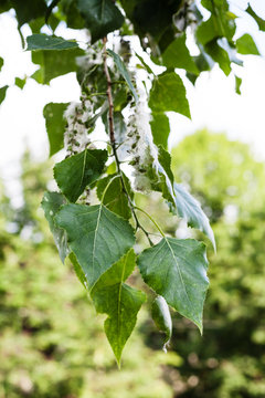 leaves of poplar tree and fluff on catkins