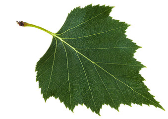 Naklejka premium zielony liść brzozy na białym tle