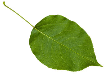 green leaf cherry tree (Prunus cerasus) isolated