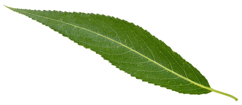 green leaf of crack willow isolated