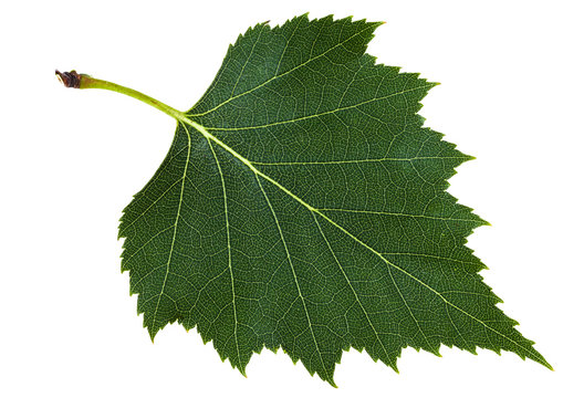 green leaf of birch tree isolated