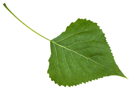 backside fresh leaf of birch tree isolated