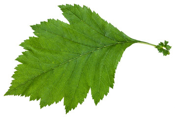 green leaf of Crataegus sanguinea shrub isolated