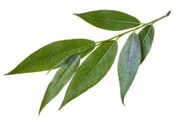 twig with green leaves of willow isolated